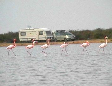 flamingos1